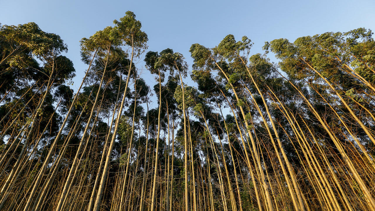 Benefits-Forestry SFI ATFS (Sustainable Forestry)-ISO PROS #18 Benefits-Forestry SFI ATFS (Sustainable Forestry)-ISO PROS #18